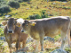 The important role of livestock pasture for biodiverse and sustainable mountains in Andorra